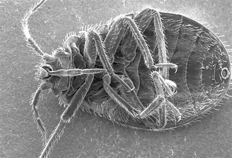 Scanning Electron Microscope Images Of Insects