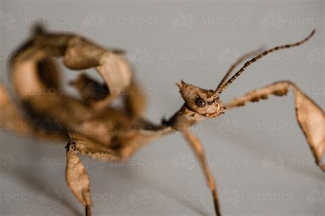 Image Of A Juvenile Male Australian Spiny Leaf Insect Extatosoma