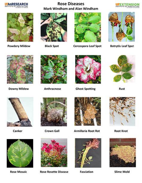 Rose Diseases Photo Chart Nashville Rose Society