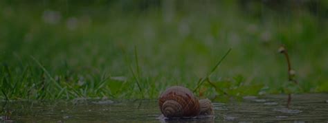 Blame It on the Rain