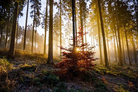 Golden Sunrise in the Woods Stock Image - Image of yellow, golden ...