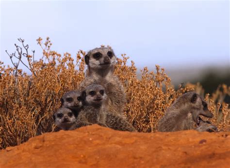 14 Interesting and Fun Meerkat Facts For Kids (2026 Updated)