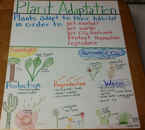 Plant Adaptations Anchor Chart Google Search Science Lesson Plans