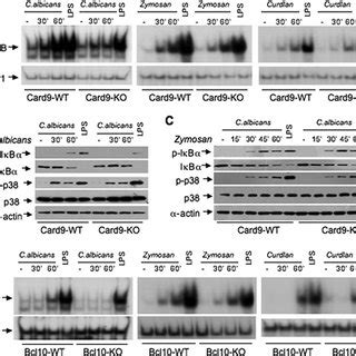 Both Hyphal And Yeast Forms Of C Albicans Can Induce Nf B Activation