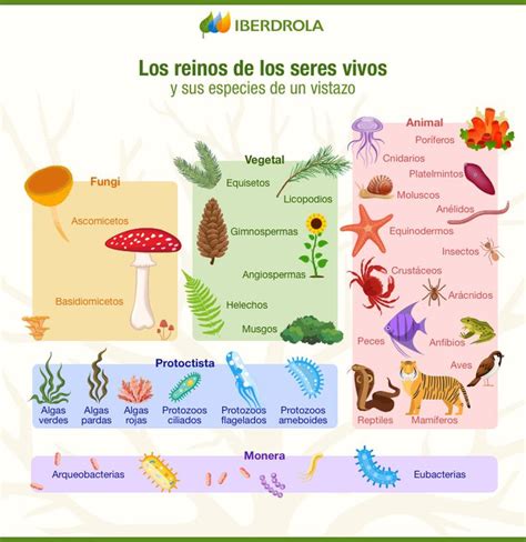 Los 5 Reinos De Los Seres Vivos Clasificación Biológica Iberdrola Clasificacion De Seres