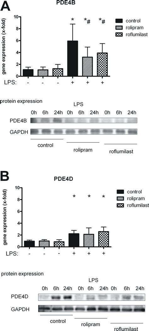 Gene Expression And Protein Levels Of Pde B And Pde D In Lungs Of