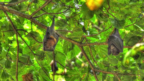 Three Lyle's flying fox Pteropus lylei hangs on a tree branch 9745720 ...