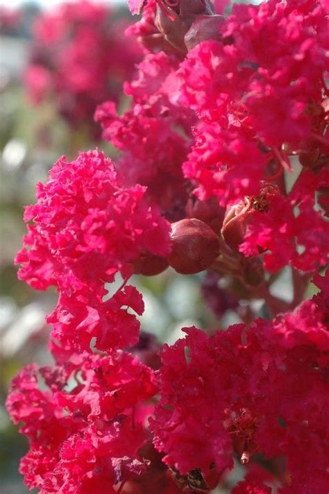 LAGERSTROEMIA Indica Indya Charms Braise dété Horticulture Dumont