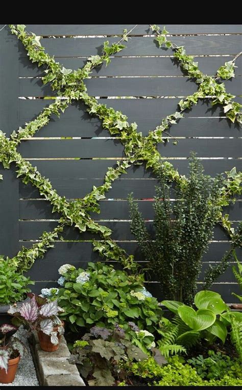 Diagonal Wire For Climbing Plants Diy Garden Trellis Backyard