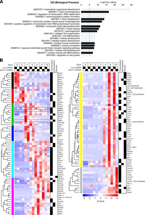 Hhex and Cer1 Mediate the Sox17 Pathway for Cardiac Mesoderm Formation ... 