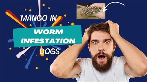 Mango Worm Infestation In Dogs Youtube