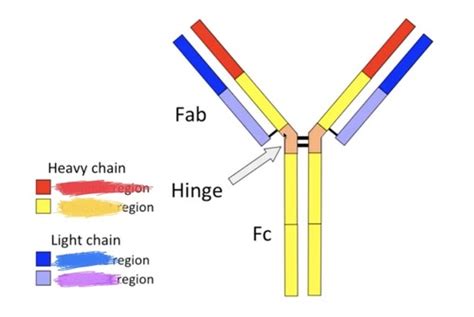 Immunology Flashcards Quizlet