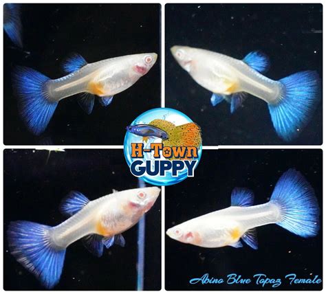 Pair Live Aquarium Guppy Fish High Quality Albino Blue Topaz Ebay