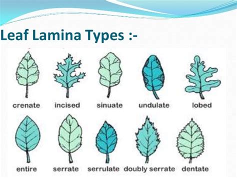 Lamina Leaf
