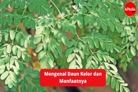 Mengenal Daun Kelor Dan Manfaatnya Gaya Hidup