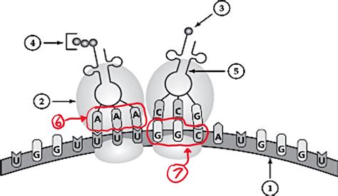 Translation Diagram Diagram Quizlet