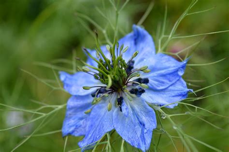 L Huile De Nigelle Le Secret De Beaut D Couvrir Quoidemeuf Net