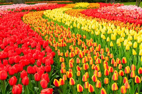 12 tips for visiting Keukenhof Gardens | Musement Blog