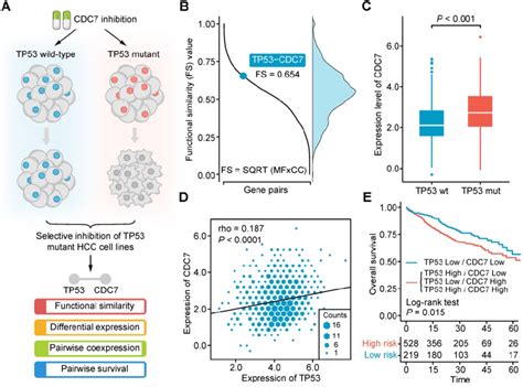 Computational Validation Of The Synthetic Lethal Interaction Between