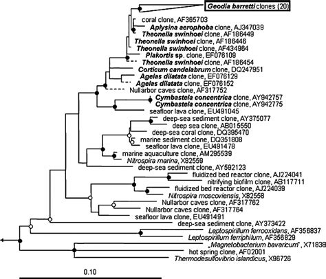 Consensus tree based on 16S rRNA gene sequences affiliated to the ... 