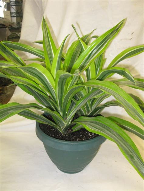 Lemon Lime Warneckii Dracena In A 7 Green Ring Pot