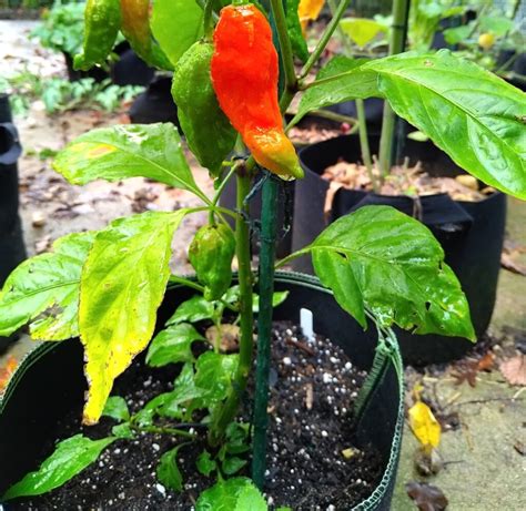 Yellow Leaves on Your Pepper Plants? Here’s What To Do | Spicy Exchange