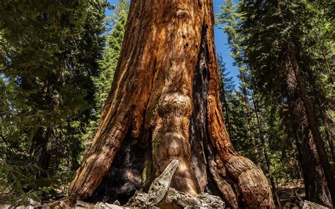 Trees Forest Nature Plants Wood Branch Spruce Wilderness Jungle