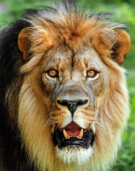 Lion Head Portrait Photograph By Dan Barba Fine Art America