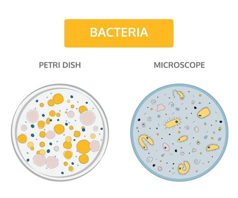 Coloridas Colonias De Bacterias En Una Placa De Petri De Vidrio Y Bajo