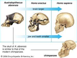 Australopithecus Afarensis Skull Labeled