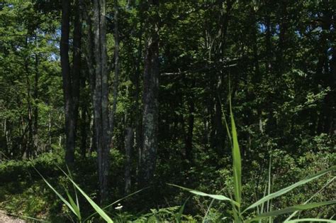 Shale Gas Development Spurring Spread Of Invasive Plants In Pa Forests