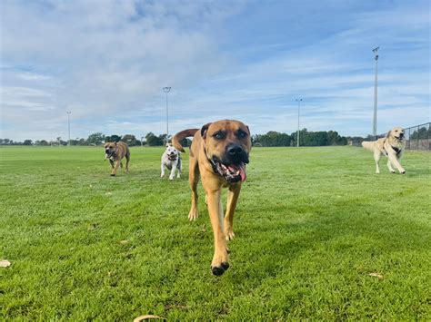 Snoopy & Co Pet Services | Secret Harbour WA