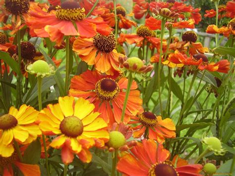 Гелениум на клумбе (75 фото) - фото - картинки и рисунки: скачать бесплатно