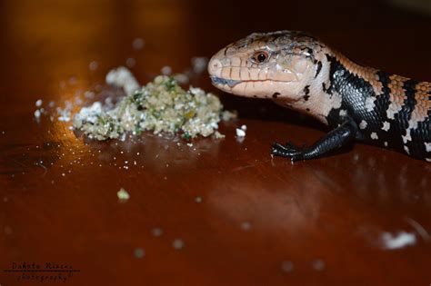 Baby Blue-Tongued Skink eating! by Dakota-Nivens on DeviantArt