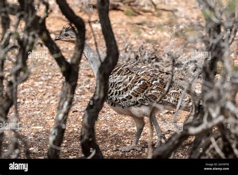 Malleefowl nest hi-res stock photography and images - Alamy