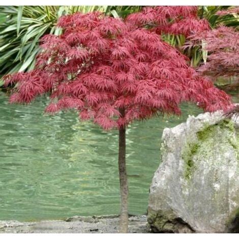 Acero Rosso Giapponese Acer Palmatum Dissectum Garnet Pianta In Vaso