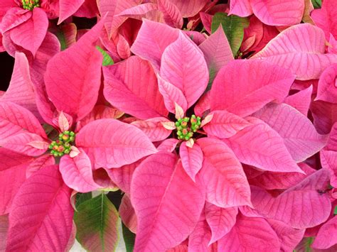 Poinsettia: {The Christmas Flower} - Freytags Florist - Freytags Florist