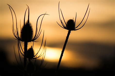 Silhouette Of Three Dandelion Buds During Sunset HD Wallpaper