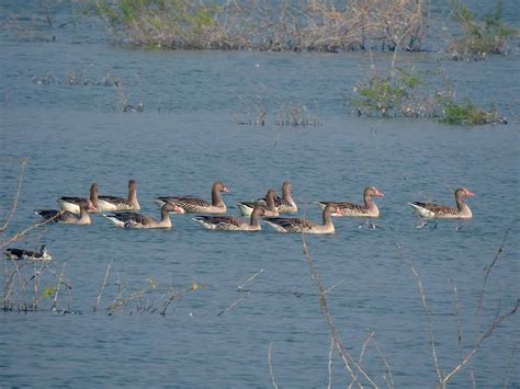 Thol Wildlife Sanctuary - Roaming Owls - birding road trip