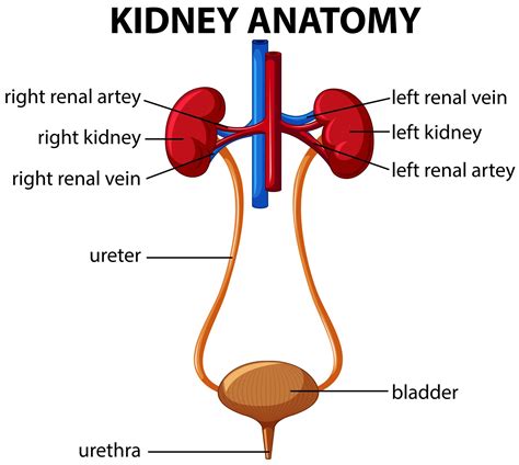 Human kidney anatomy diagram – Anatomy System – Human Body Anatomy diagram and chart images