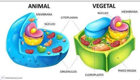 Partes De Las Células Animales Y Vegetales Imprimible Y Actividad