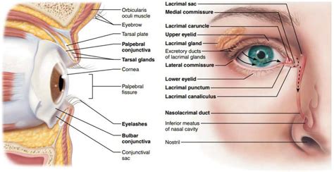 external eye anatomy