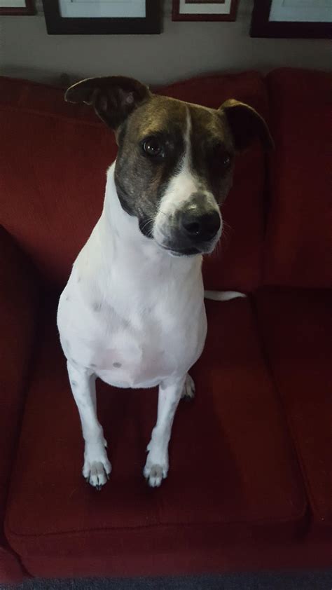 A Giant Jack Russell (50 lbs, 2 1/4 feet tall) : r/jackrussellterrier