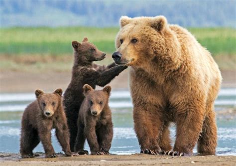 The Bear Family Tree