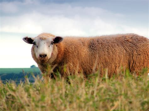 Ewe