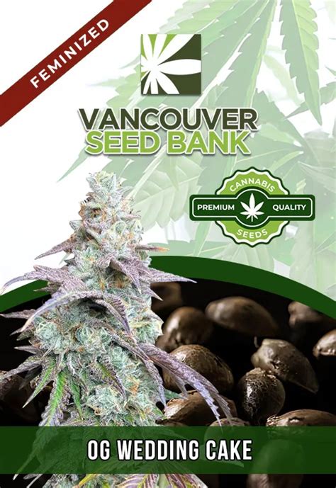 OG Wedding Cake Strain Feminized Marijuana Seeds | Vancouver Seed Bank