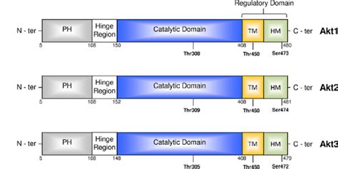 Schematic Representation Of The Akt Isoforms Ph Pleckstrin Homology