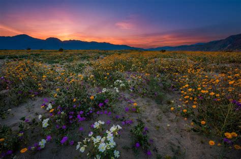 Anza-Borrego Desert State Park Wildflower Super Bloom - Travel Caffeine