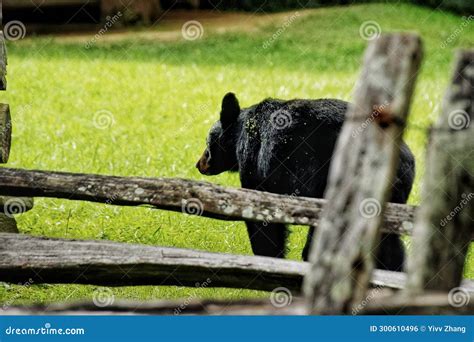 Black Bears In Great Smoky Mountains National Park Wildlife Watching