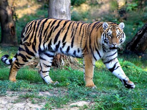 Расцветка тигра - картинки и фото koshka.top